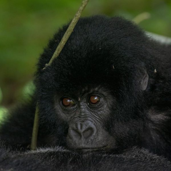3 day Rwanda gorilla trekking