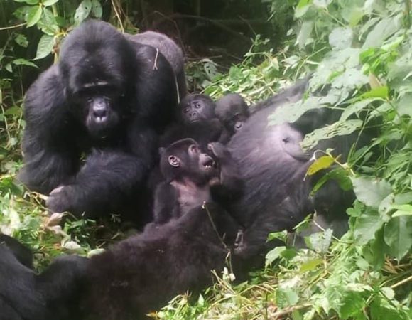 1 day gorilla trekking at bwindi Np