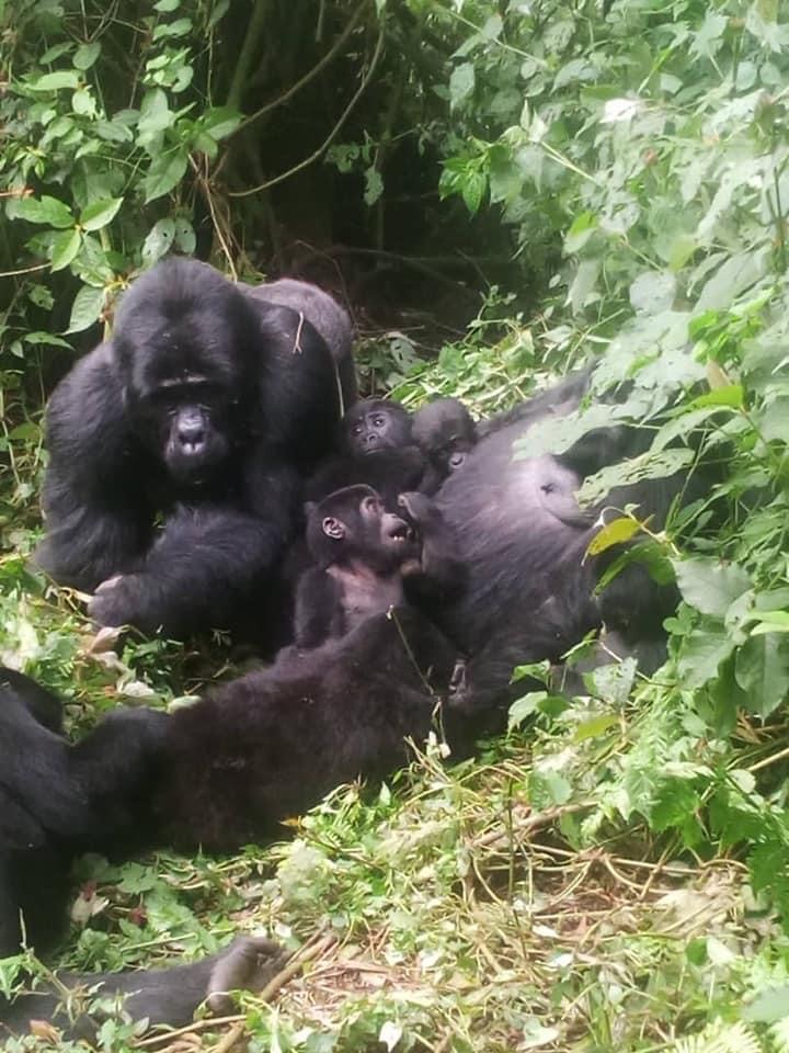 1 day gorilla trekking at bwindi Np